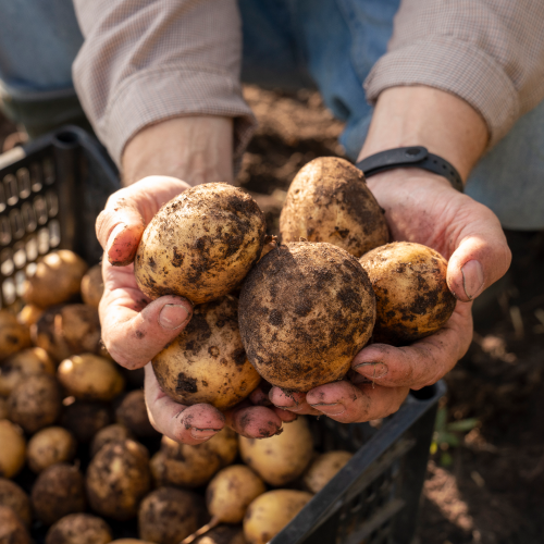 100%국내산 포슬포슬하고 맛있는 햇 수미 감자 18,900원