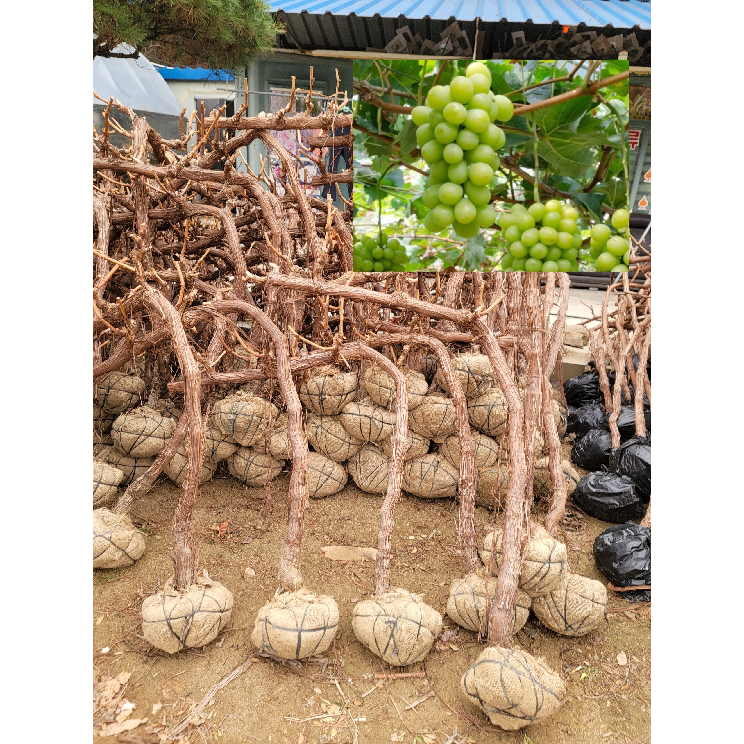 샤인머스켓 청포도 묘목 5년생 결실주 29,800원