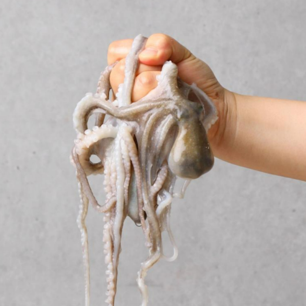 아빠낙지 싱싱한 살아있는 목포낙지 신안낙지 활낙지 산낙지 뻘낙지 당일발송, 10개 159,850원