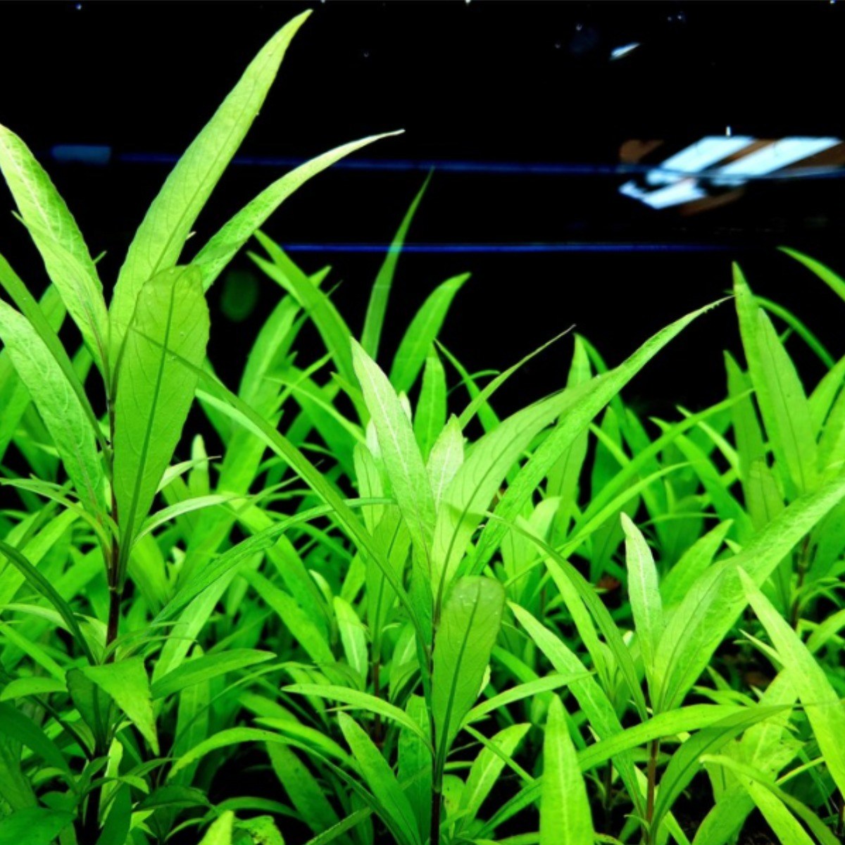 [미초] 뉴 라지리프 하이그로필라 수초  / 구피 수초 / 베타 수초 / 치어 수초 / 녹색 수초 7,400원