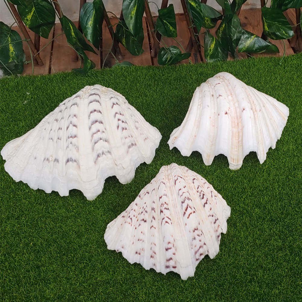 여름소품 조개장식 묵직한 대형 가리비모형 접시형 디스플레이 벽장식 벽걸이 미니어쳐 90,000원