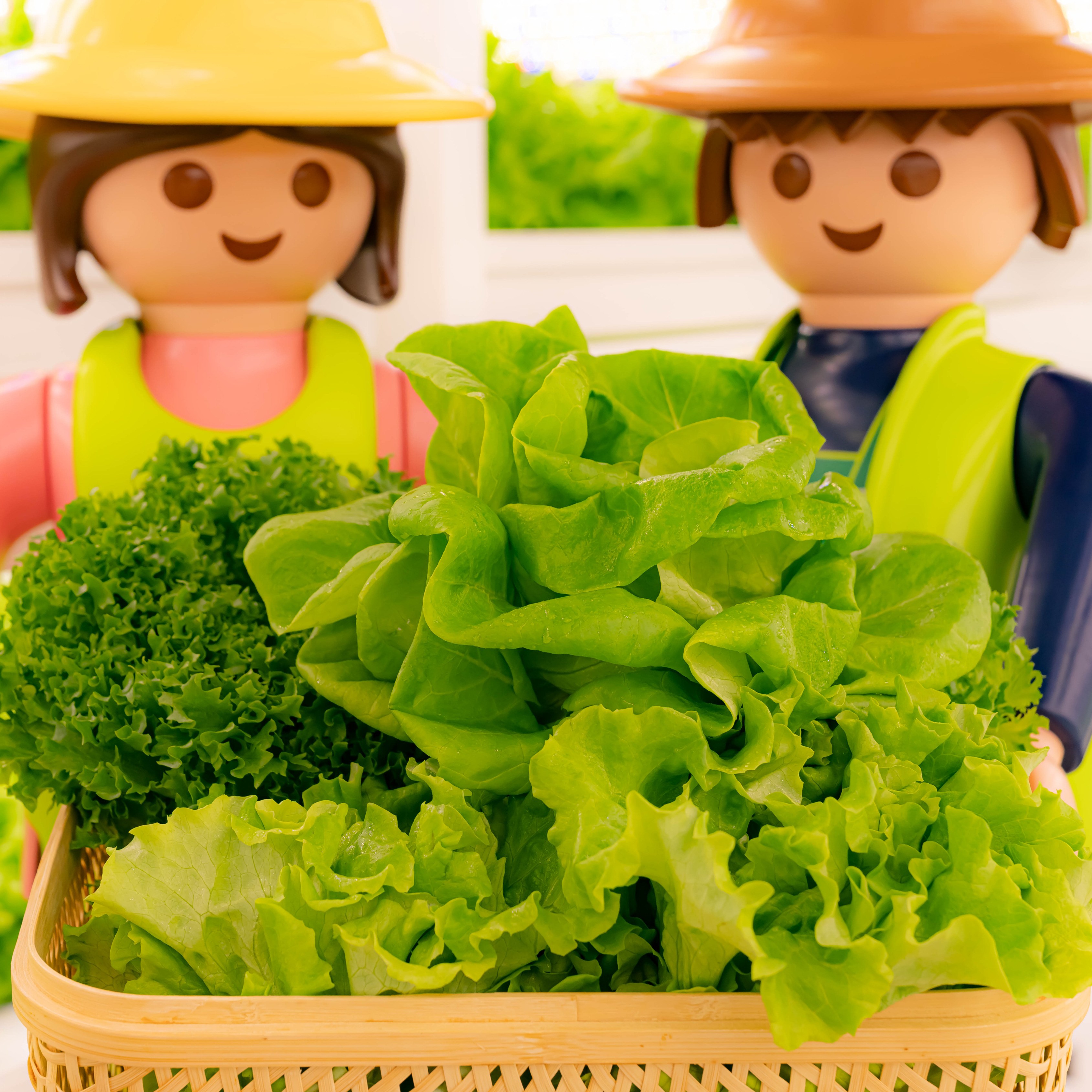 [무농약 모듬채소 1kg] 유러피안 유럽 샐러드 야채 채소 쌈채소 로메인 버터헤드 카이피라 프릴아이스 샐리의식탁 8,900원