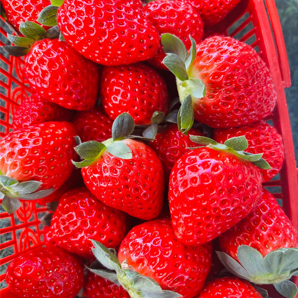 [특가페이지] 하루100박스한정 SNS강타 초고당도 설향딸기 17,500원