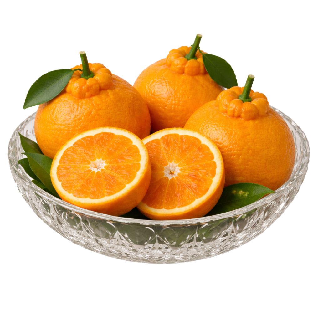 고당도 제주 한라봉 귤 2차 당도선별 산지직송 디아머스 37,770원