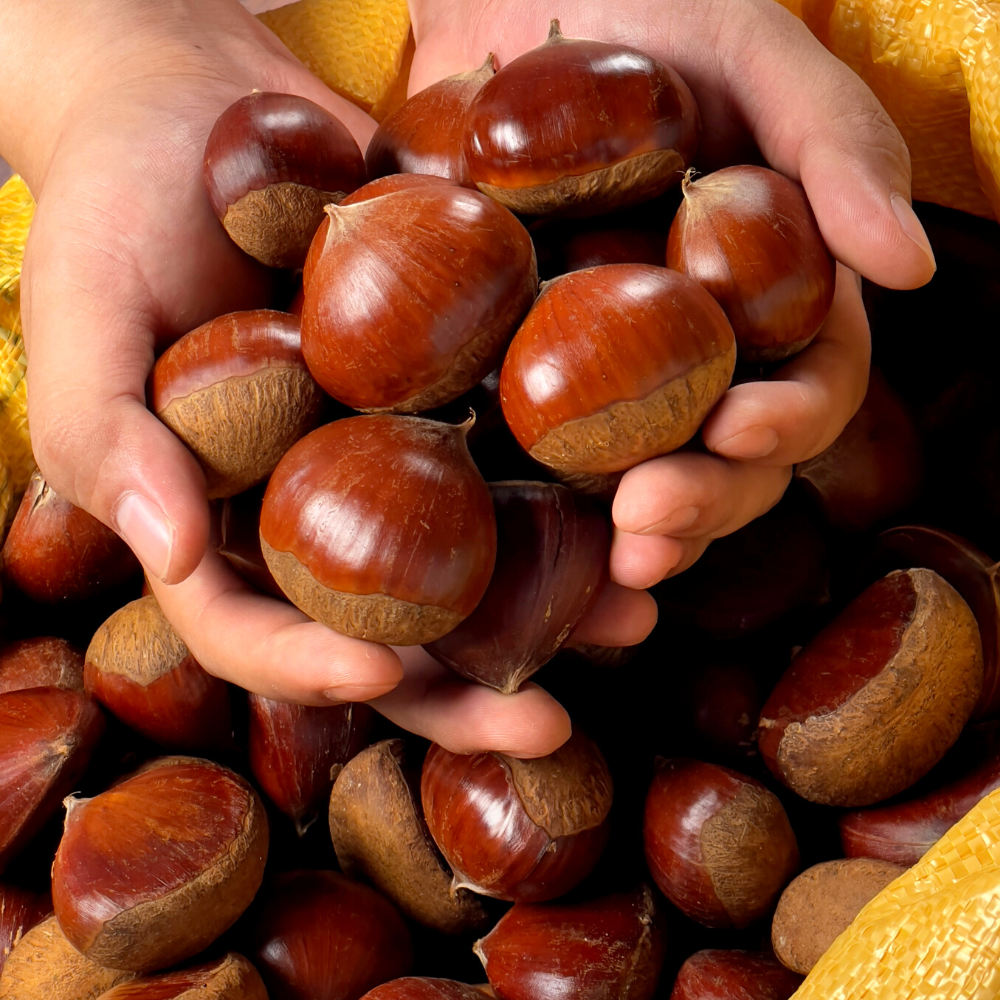 25년 국산 햇밤 알밤 하동 공주 진주 밤 깐밤 올해 수확 옥광밤 2kg 4kg 52,240원