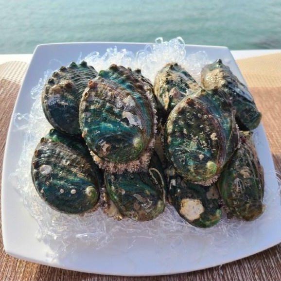 대용량특가 완도 전복 대대사이즈  2kg(18-20미) 69,900원