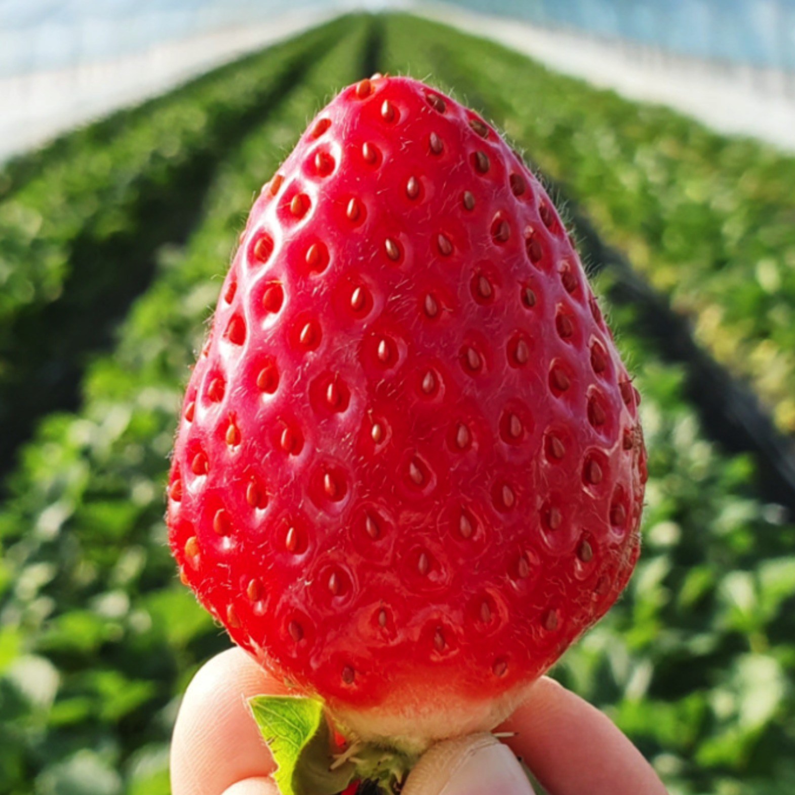 당도보장[산지직송] 설향딸기 당일수확 토경딸기 750g 1kg, 1박스, 프리미엄 선물용 1kg 31,000원