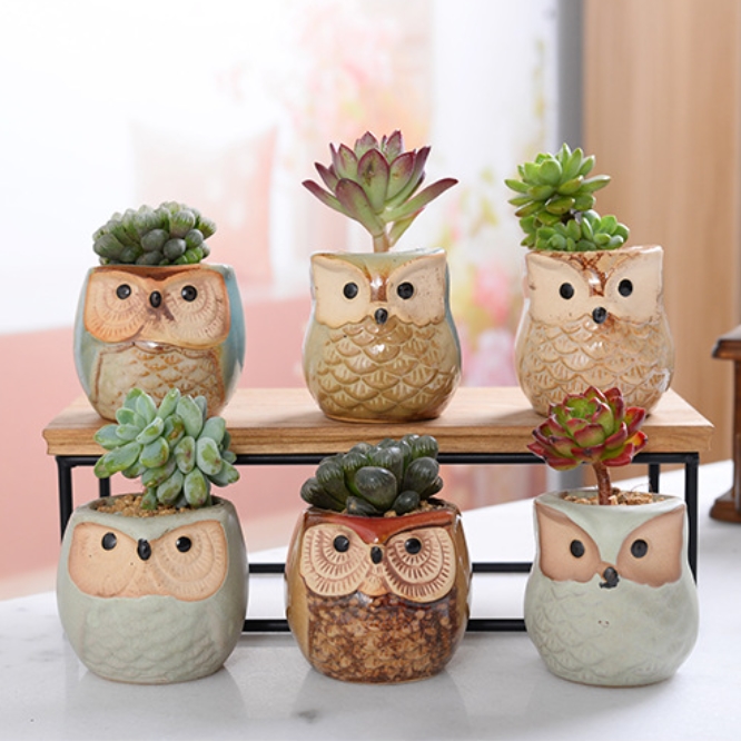 다루미 부엉이 다육이화분 6종 세트 15,700원