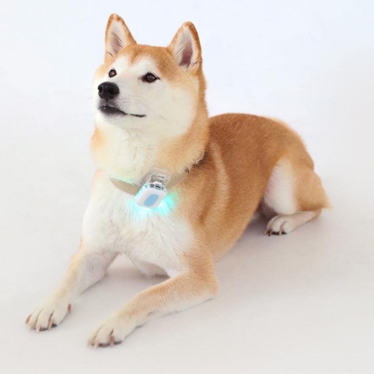 투왈라이트 나이트가디언 반려견 야간 산책 LED 목걸이 충전식 펜던트 방수 후레쉬 19,900원