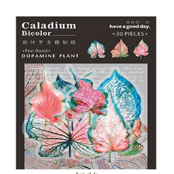 이와이 빈티지 다꾸 칼라디움 바이컬러시리즈 PET 스티커, 1개, 2. 핑크하모니 4,300원