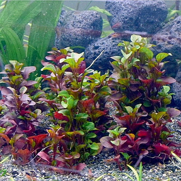 PRFISH 알테난데라카디날리스 SP 4,510원