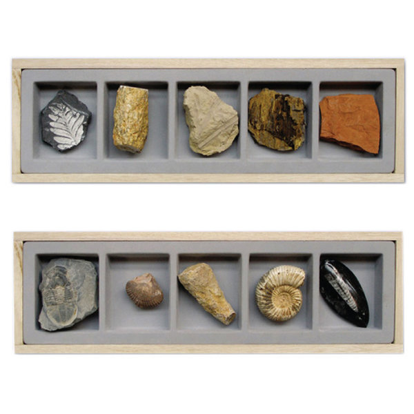 식물 동물 화석표본 식물화석 동물 과학실험도구 60,000원