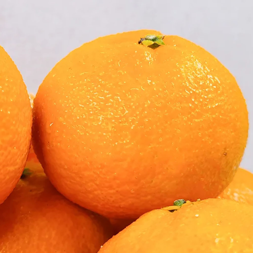 제주 고당도 신품종 달코미 귤 가정용 산지직송 선물세트 37,500원