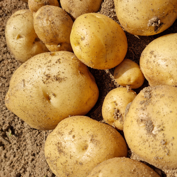 간편한식탁 직접촬영한 썸네일 강원도 햇 두백감자, 1박스, 두백 왕특 10kg 45,560원