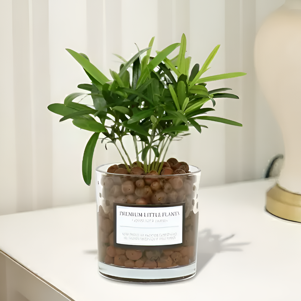 피오그린 천연 가습기 원통유리 하이드로볼 수경세트 공기정화식물 거실인테리어, 1개, 3 나한송 15,900원