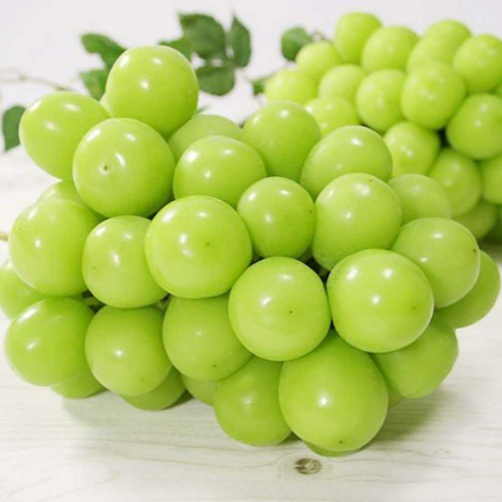 신선푸드 경북 샤인머스켓 13,800원