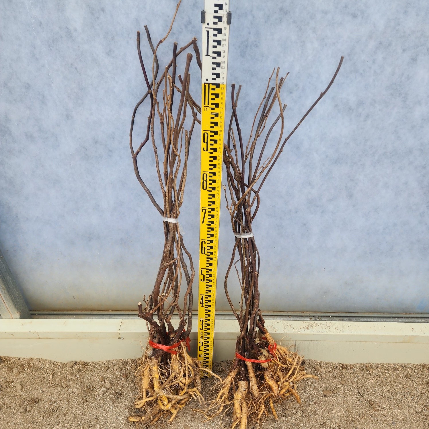 나무언니 등나무 묘목 웅야 2년생 신품종 꽃등나무 165,000원