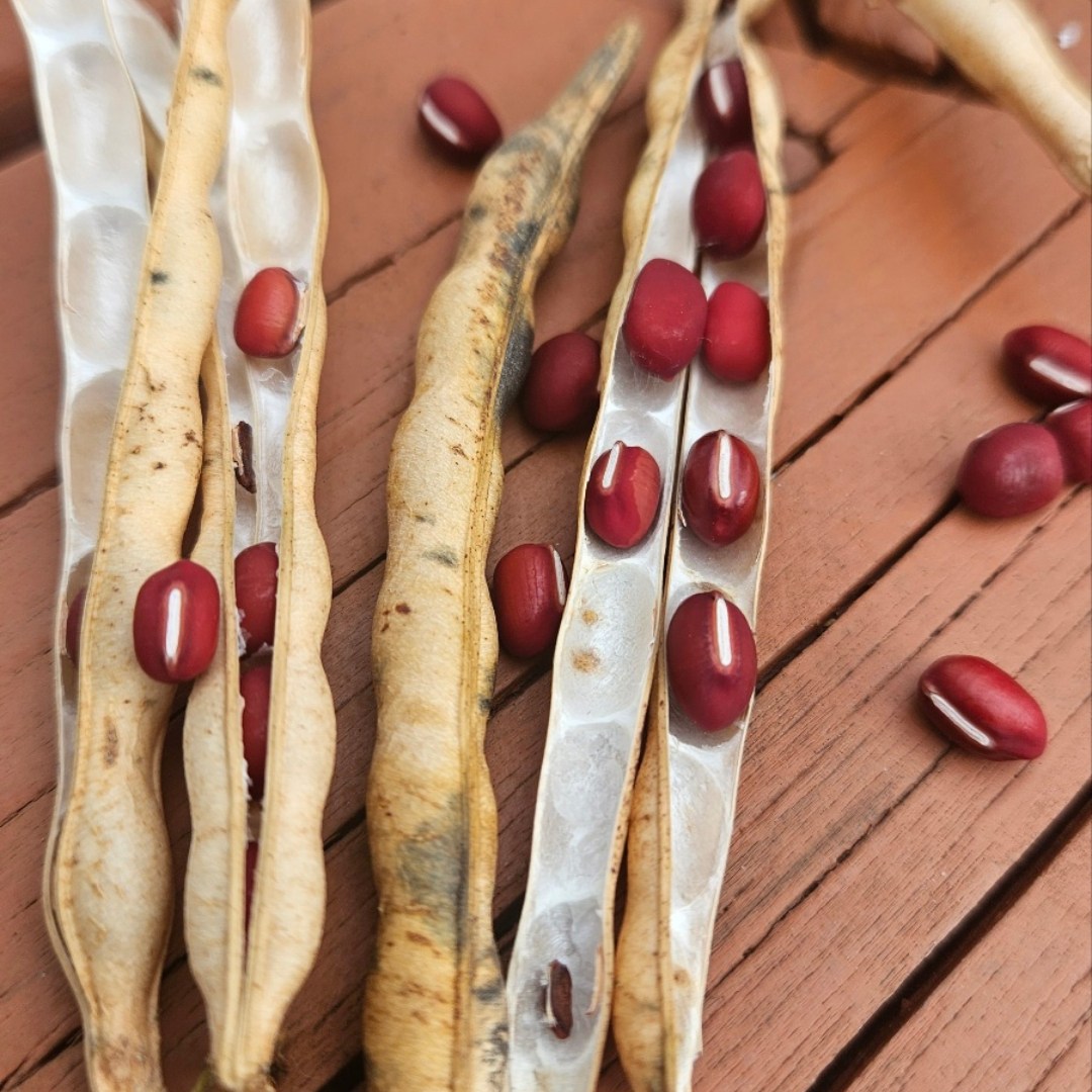 강원도 정선 팥 적두 생산자 판매 1kg 단위판매 소량부터 대용랑까지 선택가능, 1kg, 5개 98,000원