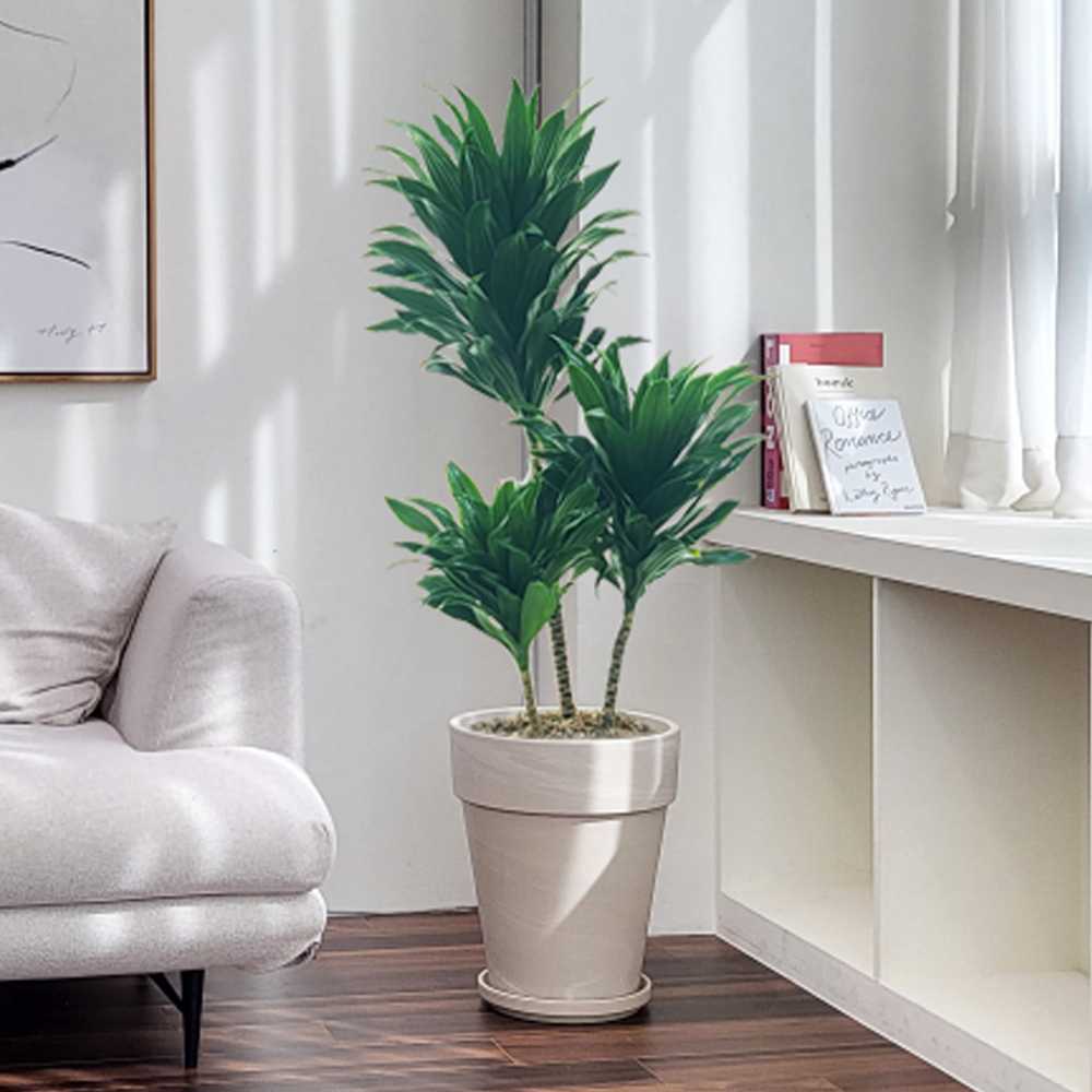 농원청년 크림토분 취임 영전 이직 승진 축하화분 실내 공기정화식물 사무실 카페 매장 공간 인테리어식물 거실화분 집들이 개업식 축하화환 여인초 금전수 뱅갈고무나무 아레카야자 행운목 135,000원