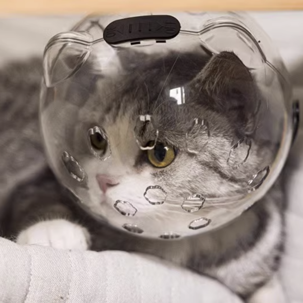 고냥냥 강아지 고양이 입마개 헬멧 13,990원