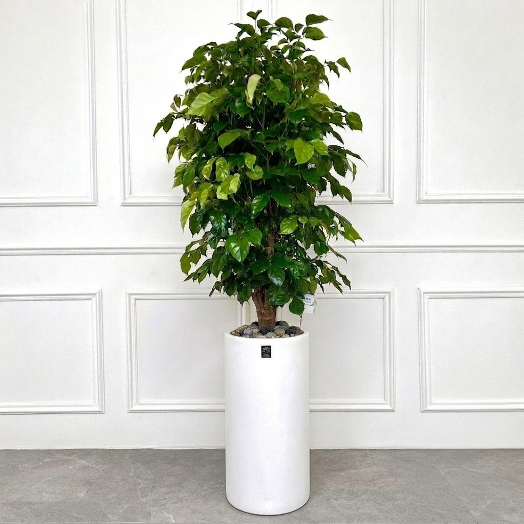 에코플랜트(서랍형받침+리본증정+당일배송) 녹보수 공기정화 식물 개업식 사무실 이전 개원 집들이 개업 축하 화분, 08.녹보수원형, 1개 91,500원