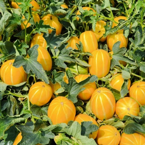 성주 꿀참외 가정용 랜덤&혼합 46,080원