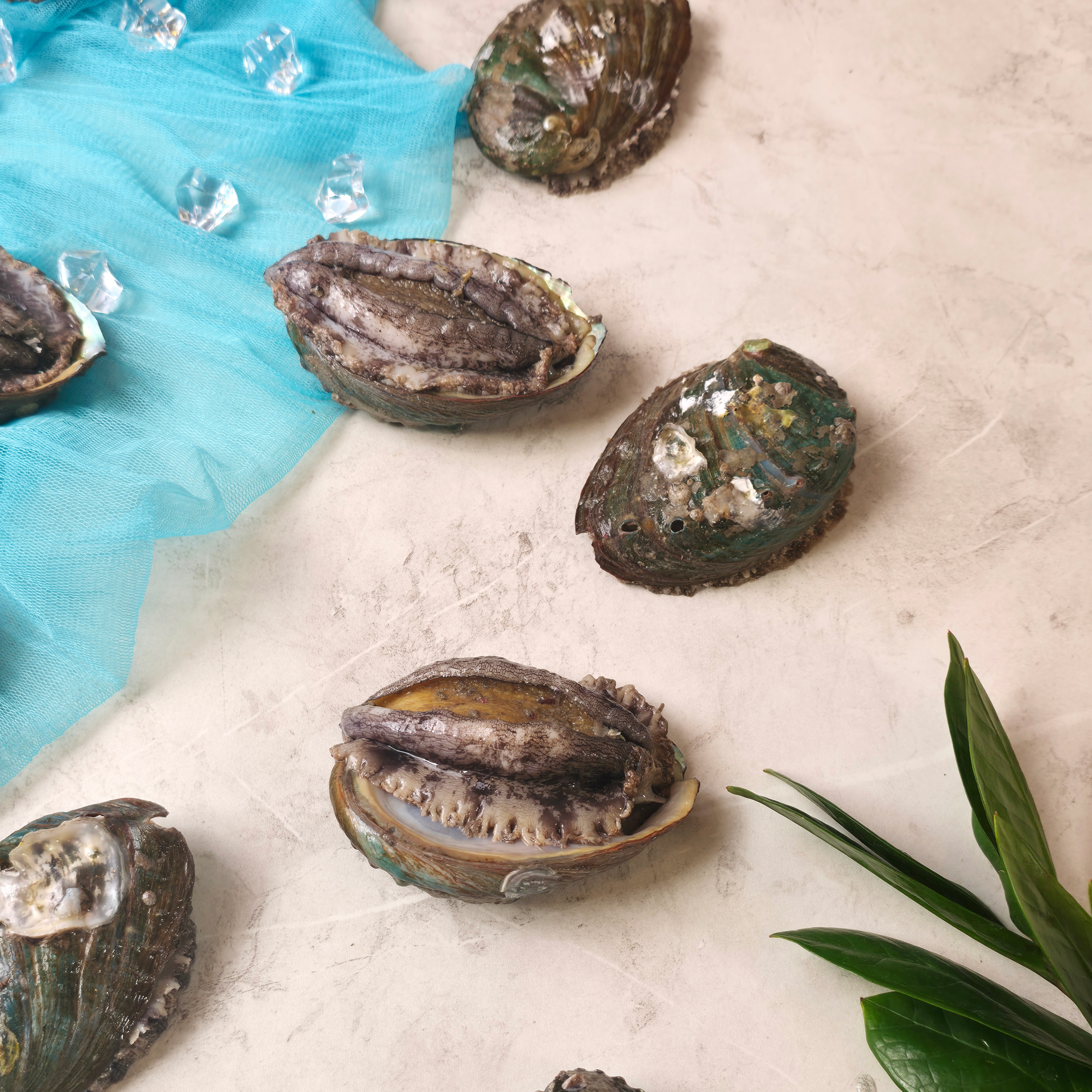 오늘수확 왕특대전복 1kg(6-7마리) 전남 신안 활전복 전복 선물 세트 산진 택배 죽 버터구이 57,600원