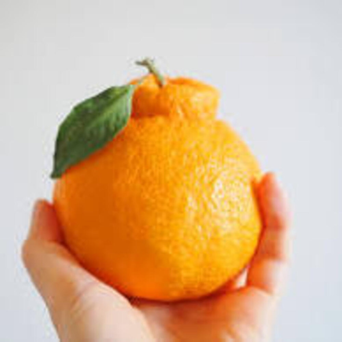 새콤달콤 제주 산지직송 명품 한라봉 22,500원