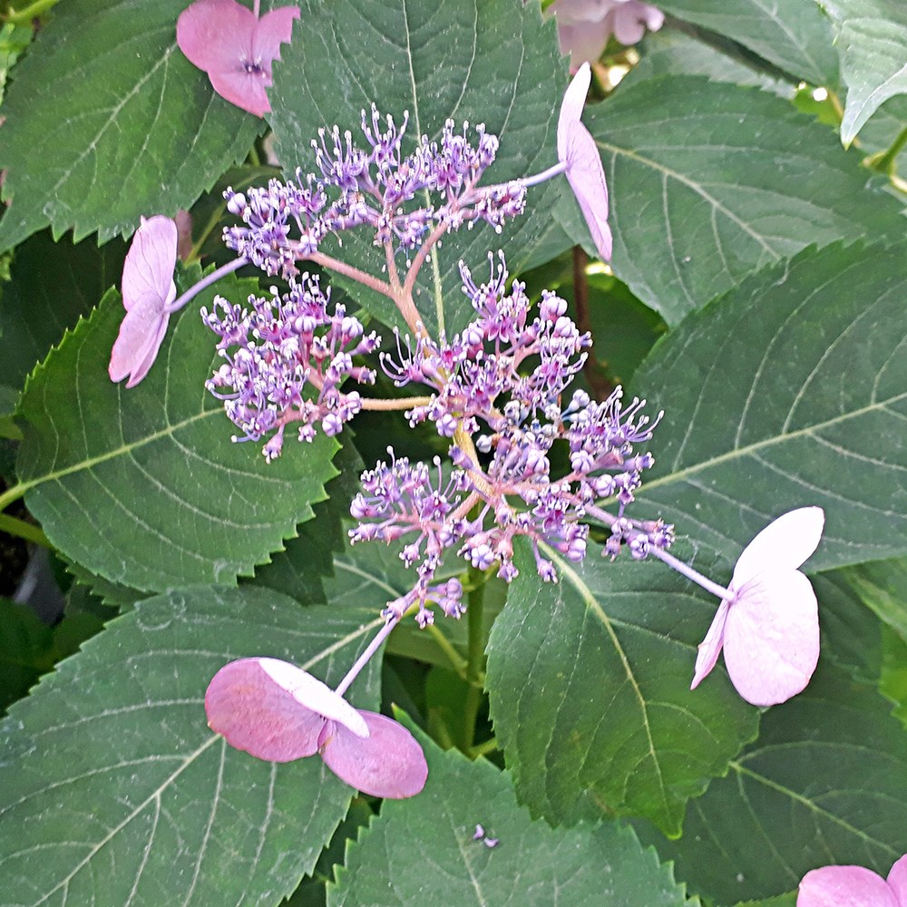 차수국 다년생 묘목 품종 산수국 수국묘목 감차수국, 1개 29,900원