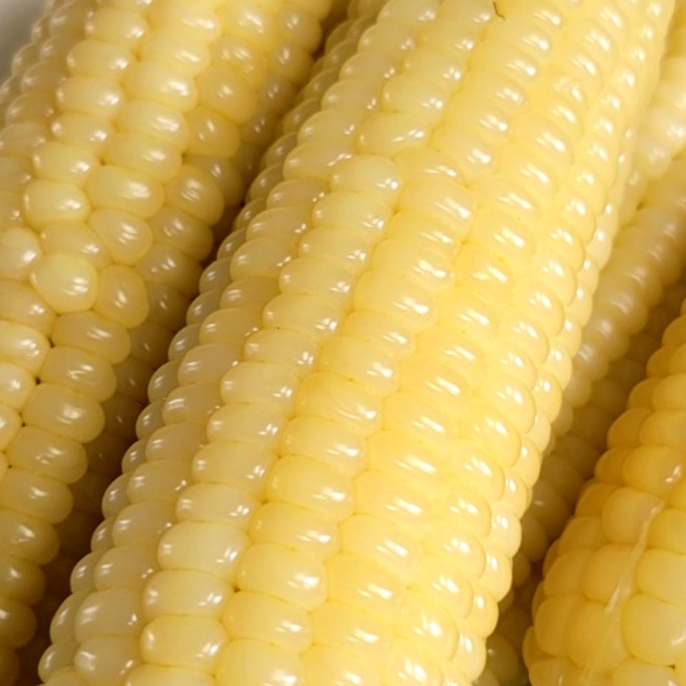 국산 강원도 옥수수 미백 찰옥수수 냉동 찰옥수수 당일수확 농가산지직송, 20세트, 삶은 냉동 찰옥수수 특품 35,900원