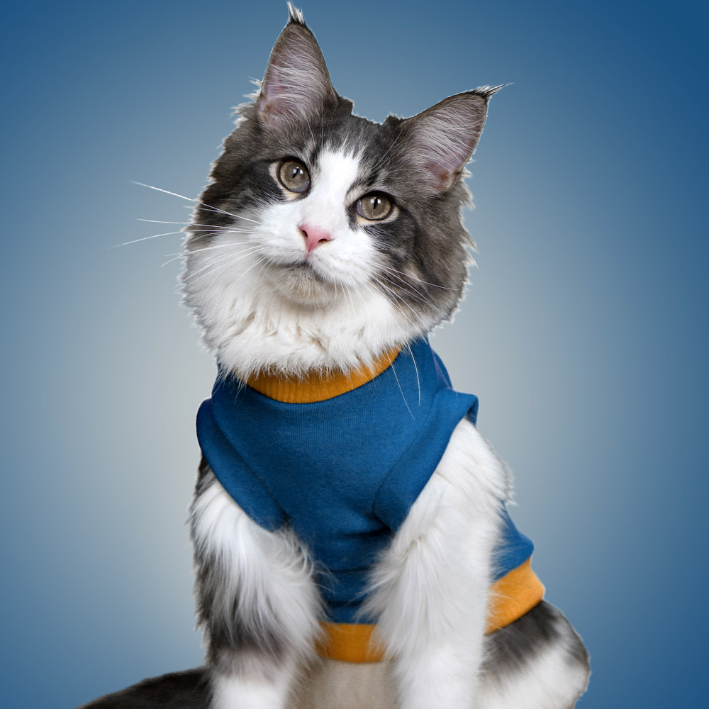 코코테일 국내산 신축성 좋은 전용 고양이옷, 오션블루, 1개 25,000원