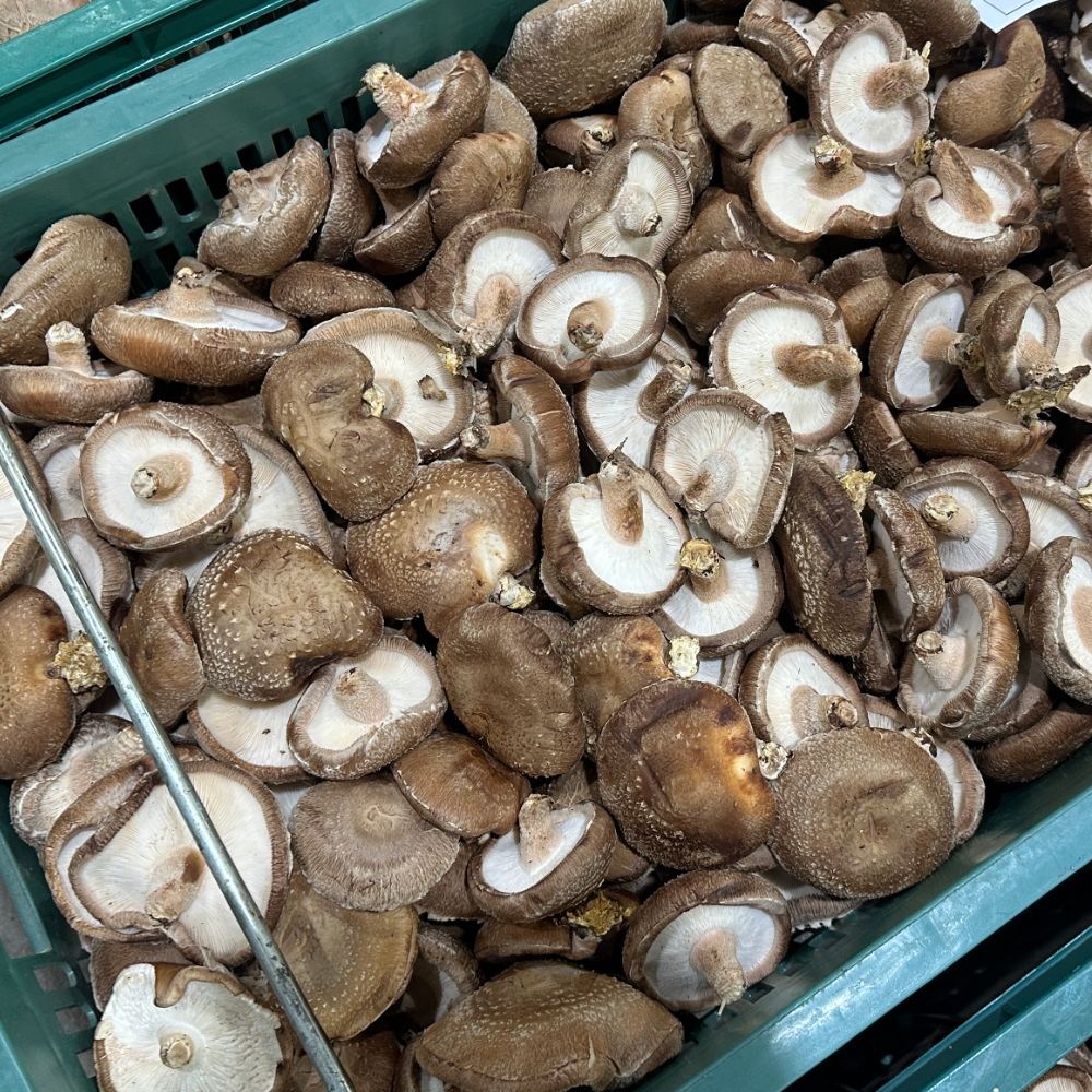 생 표고버섯 못난이 파지 표고 업소용 백씨네 농산물 54,890원