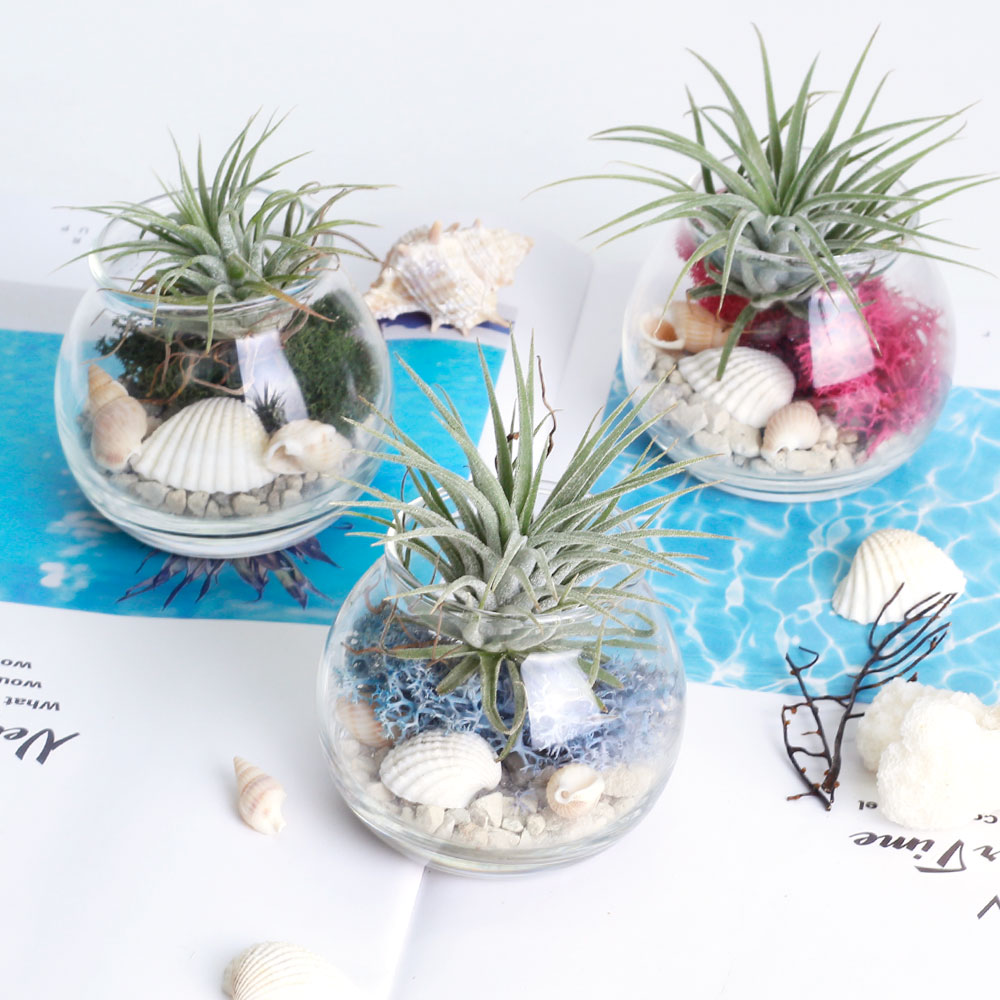 공기정화 천연 가습 DIY 테라리움 틸란드시아 이오난사 스칸디아모스 5,680원