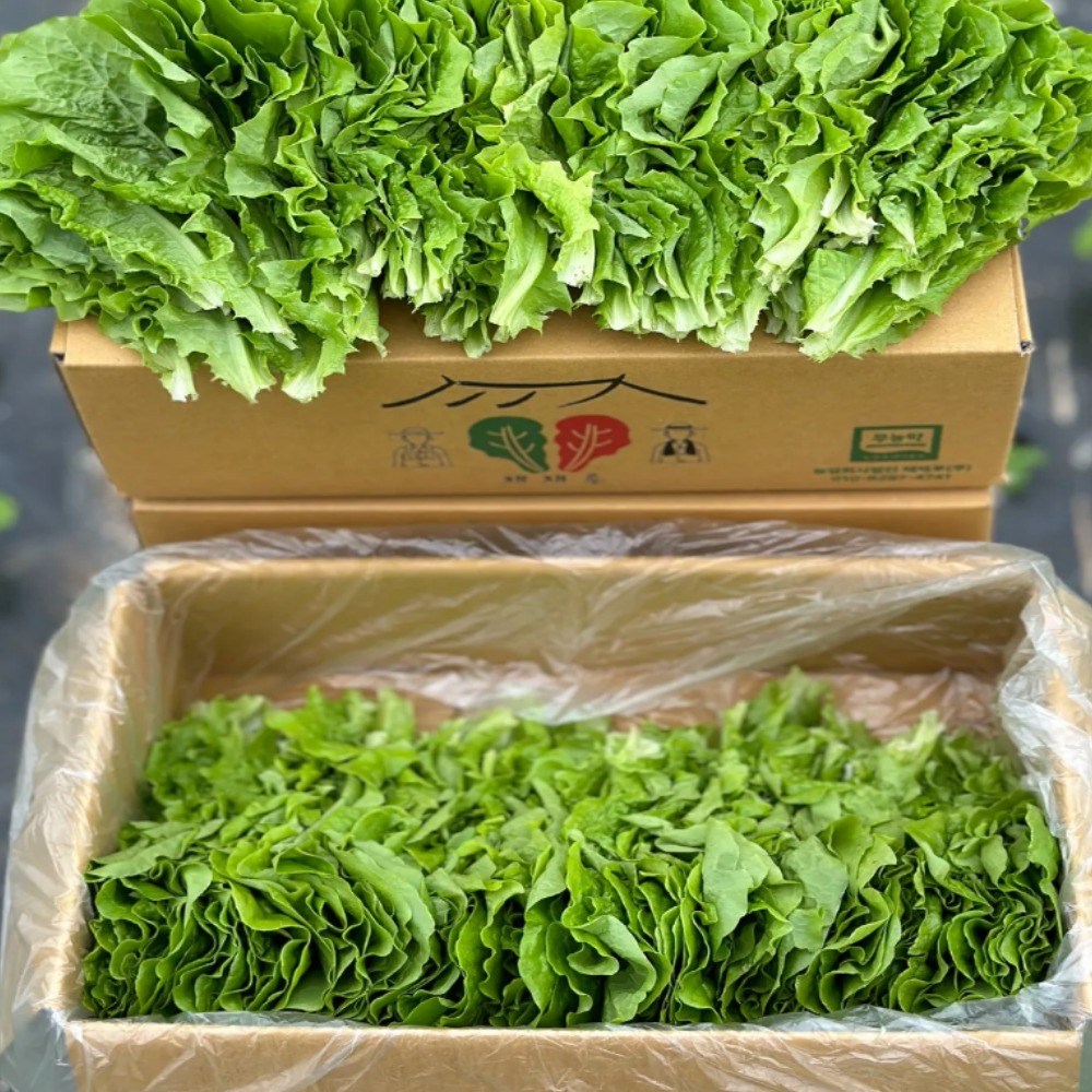 무농약 청상추 상추 쌈채소 샐러드상추 모듬쌈 친환경 산지직송 당일수확, 500g, 1박스 7,900원