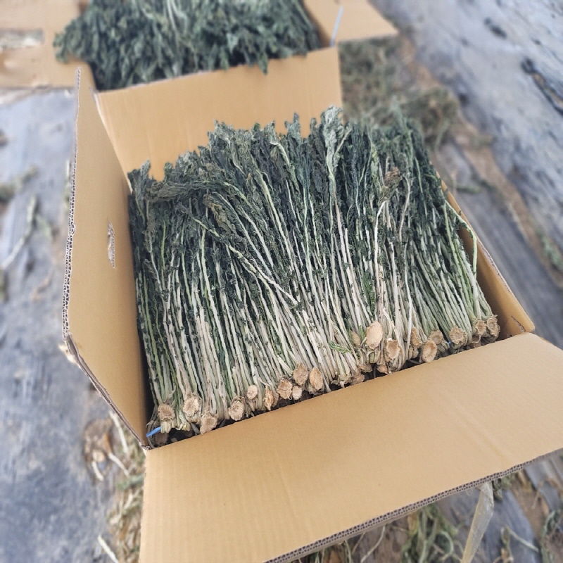 양구 2026년 햇 무청 건시래기 10kg벌크 /햇시래기 /양구햇시래기,/양구펀치볼 햇오리지날시래기 1박스, 1박스, 10kg 벌크 195,000원