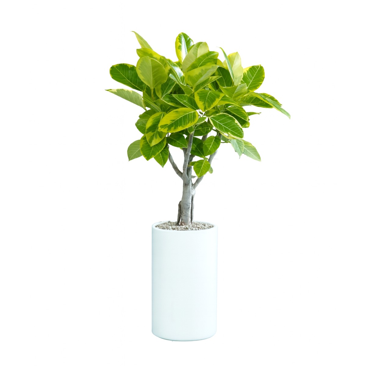 식물상사 개업화분 뱅갈고무나무 중형, 1개, 중품+시멘트화분 85,000원