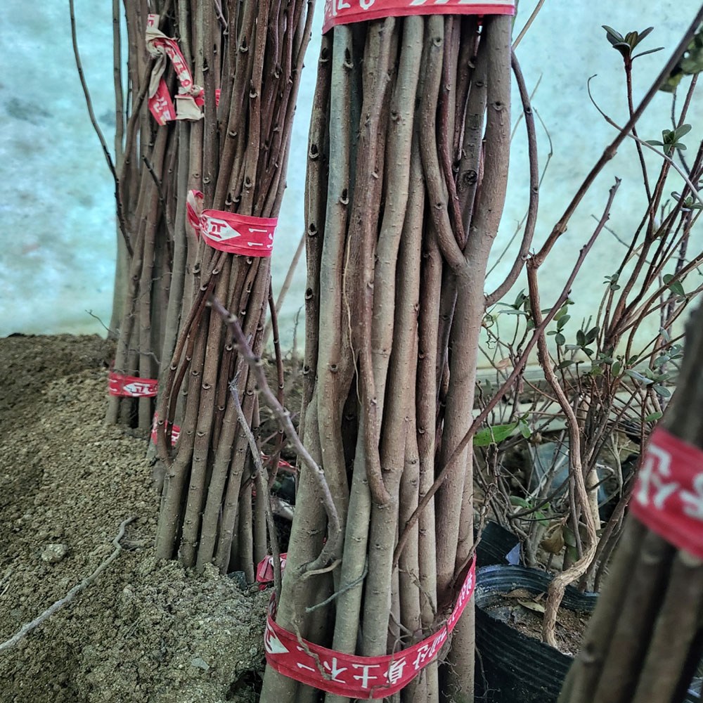 [나무의모든것] 포포나무 실생묘 1-2년생(50cm이상) 5,500원