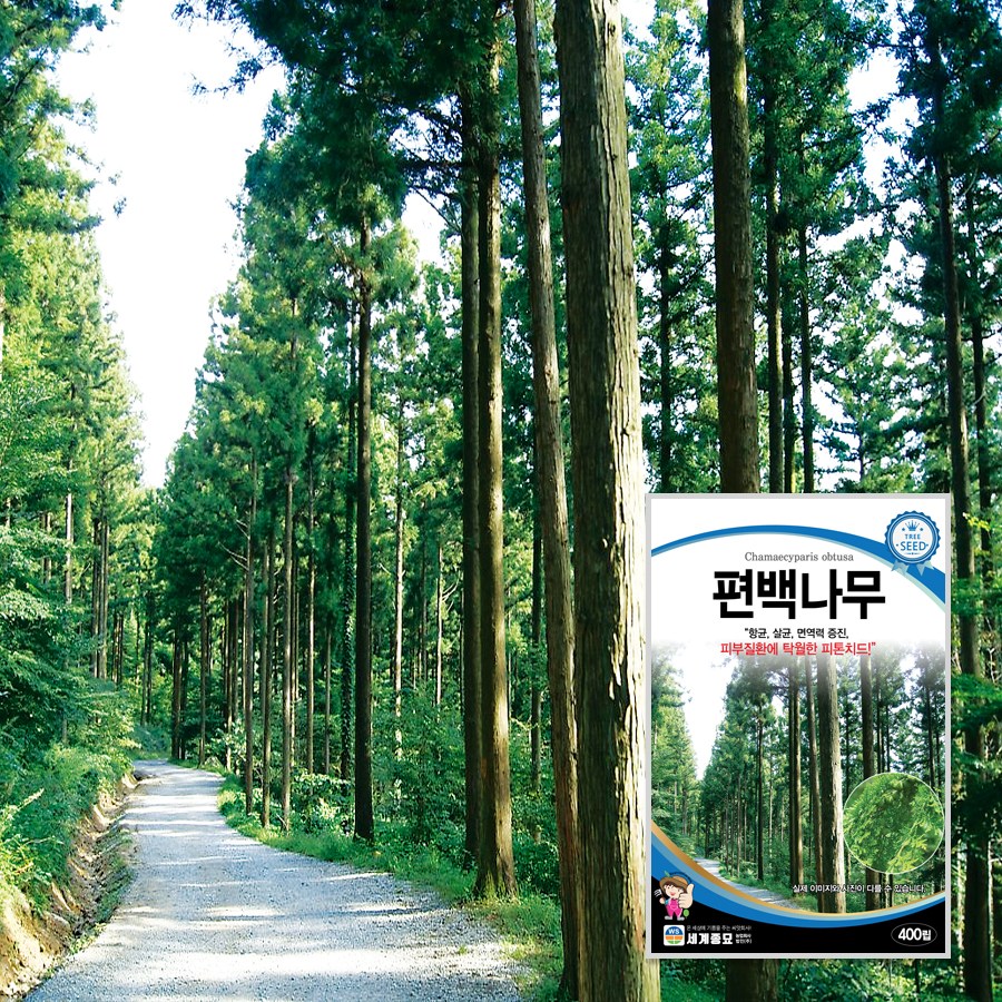 편백나무 400립 / 수목 종자 항균 살균 면역력 관상용 정원 마당 조경가꾸기, 1개 5,000원
