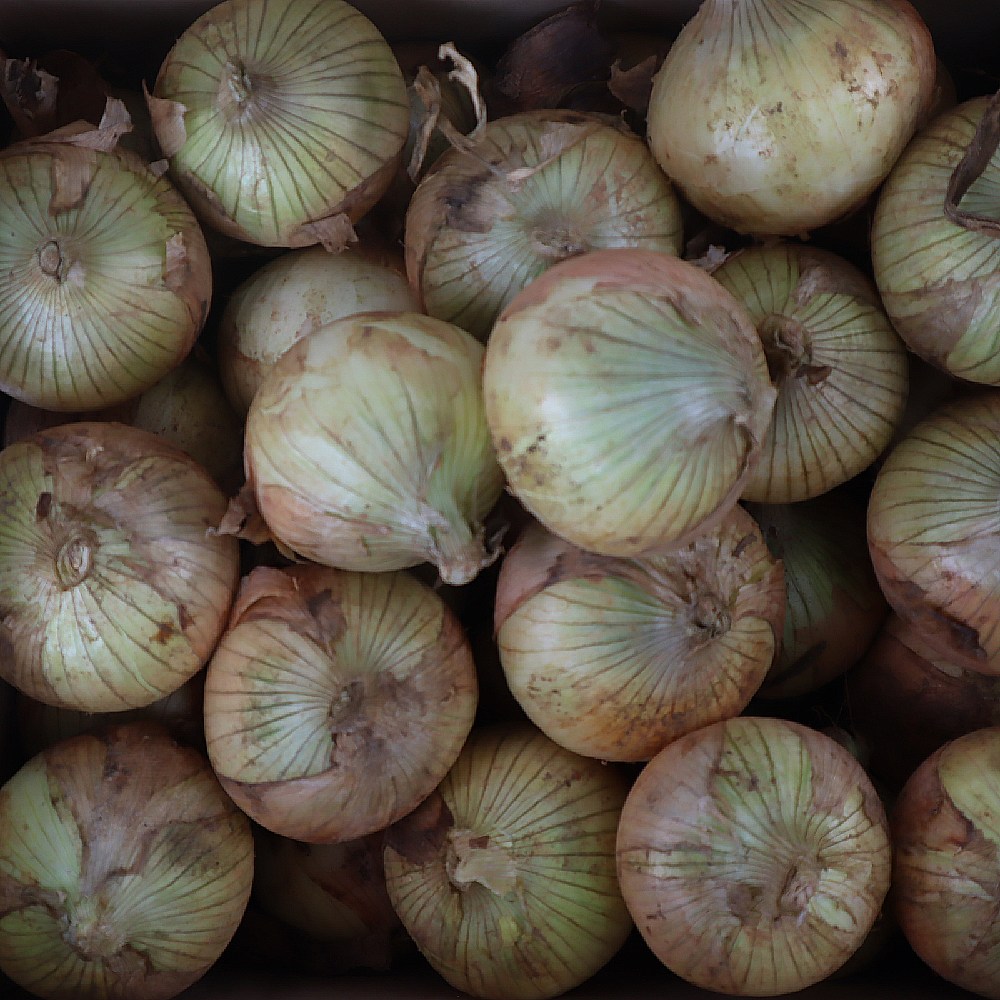 25년 국내산 무안 햇양파 3kg 소 5,830원