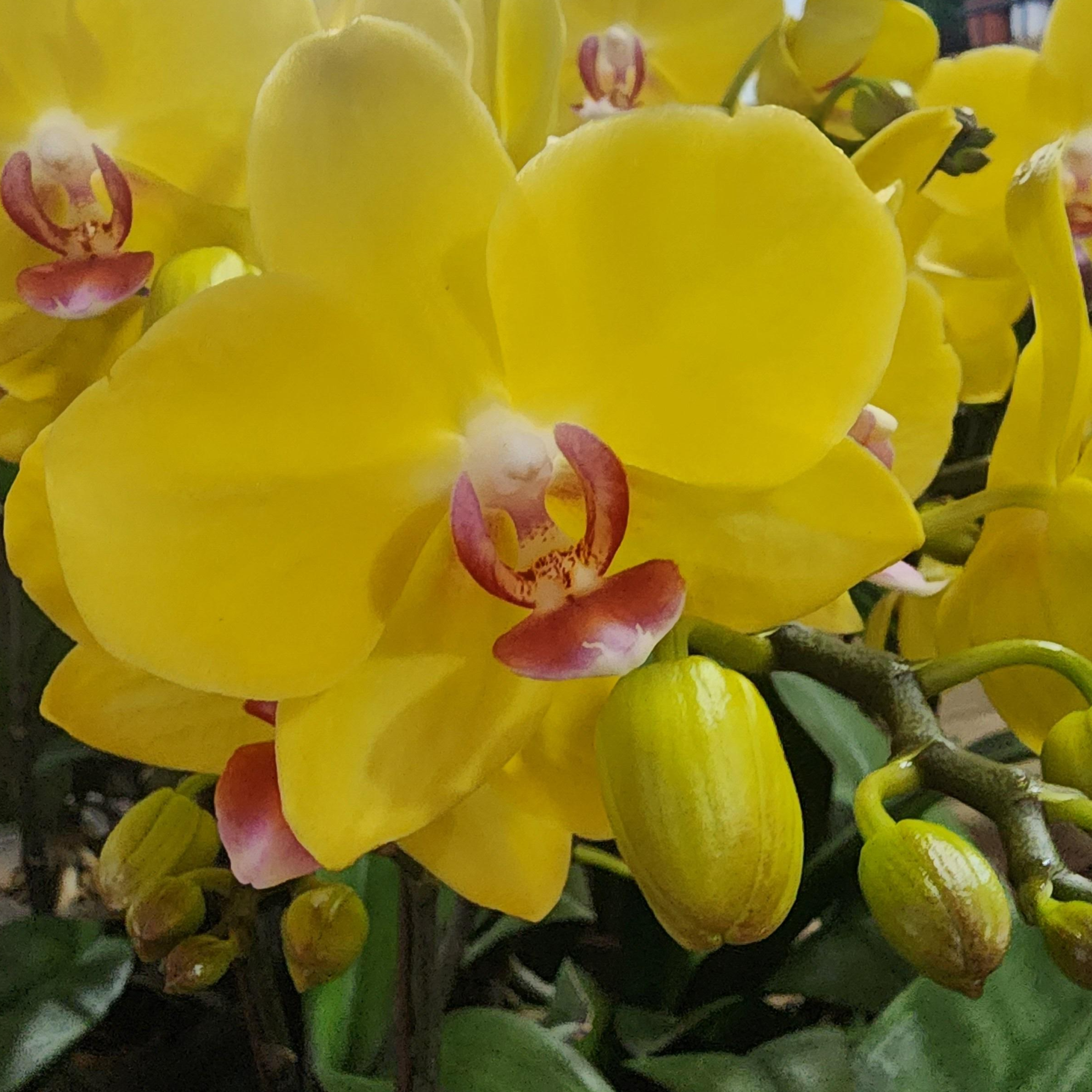 세종서양난 호접난 만천홍 전국당일배송 승진 영전 개업 난화분 선물 소형 중형 대형 탁상용, 1개, 12.옐로우_중형 109,000원