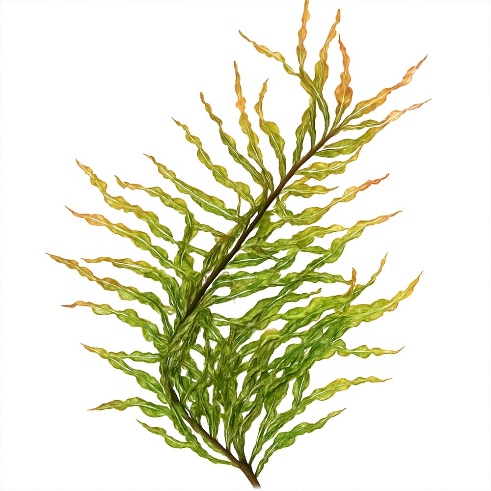 [수초대장] 루드위지아 토네이도 (3촉) 중후경수초, 1개, 현재가 4,000원