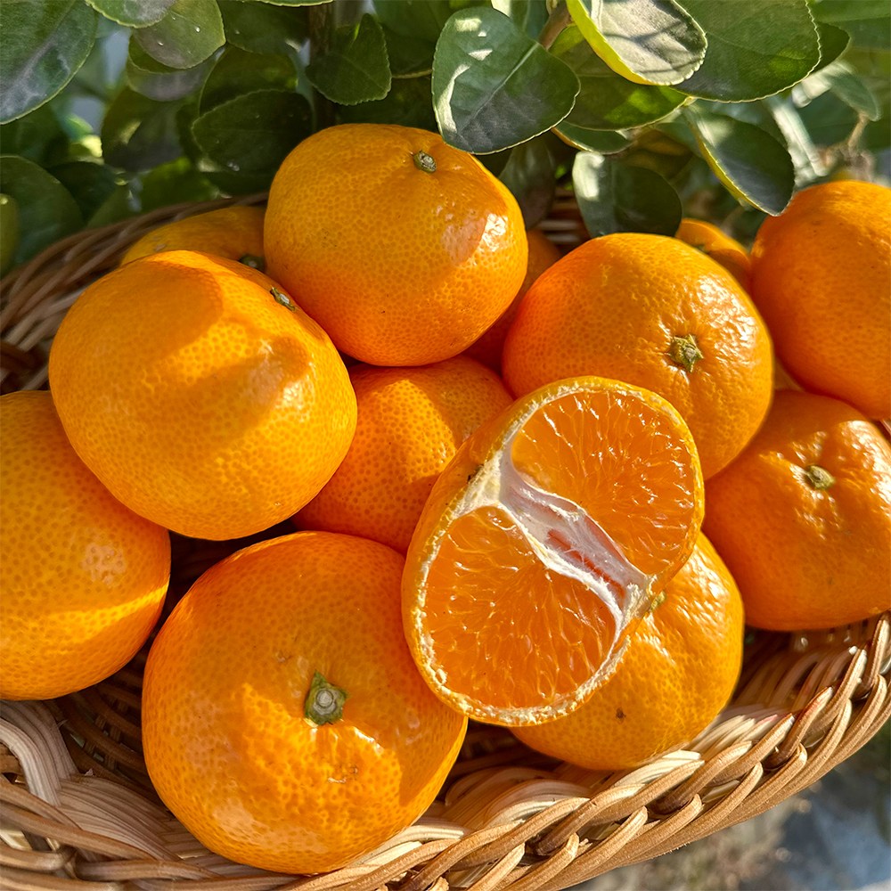 산지직송 제철 고당도 제주 타이벡 감귤 대과 중과 로얄과, 1박스, (S-2S) 10kg 로얄 28,900원