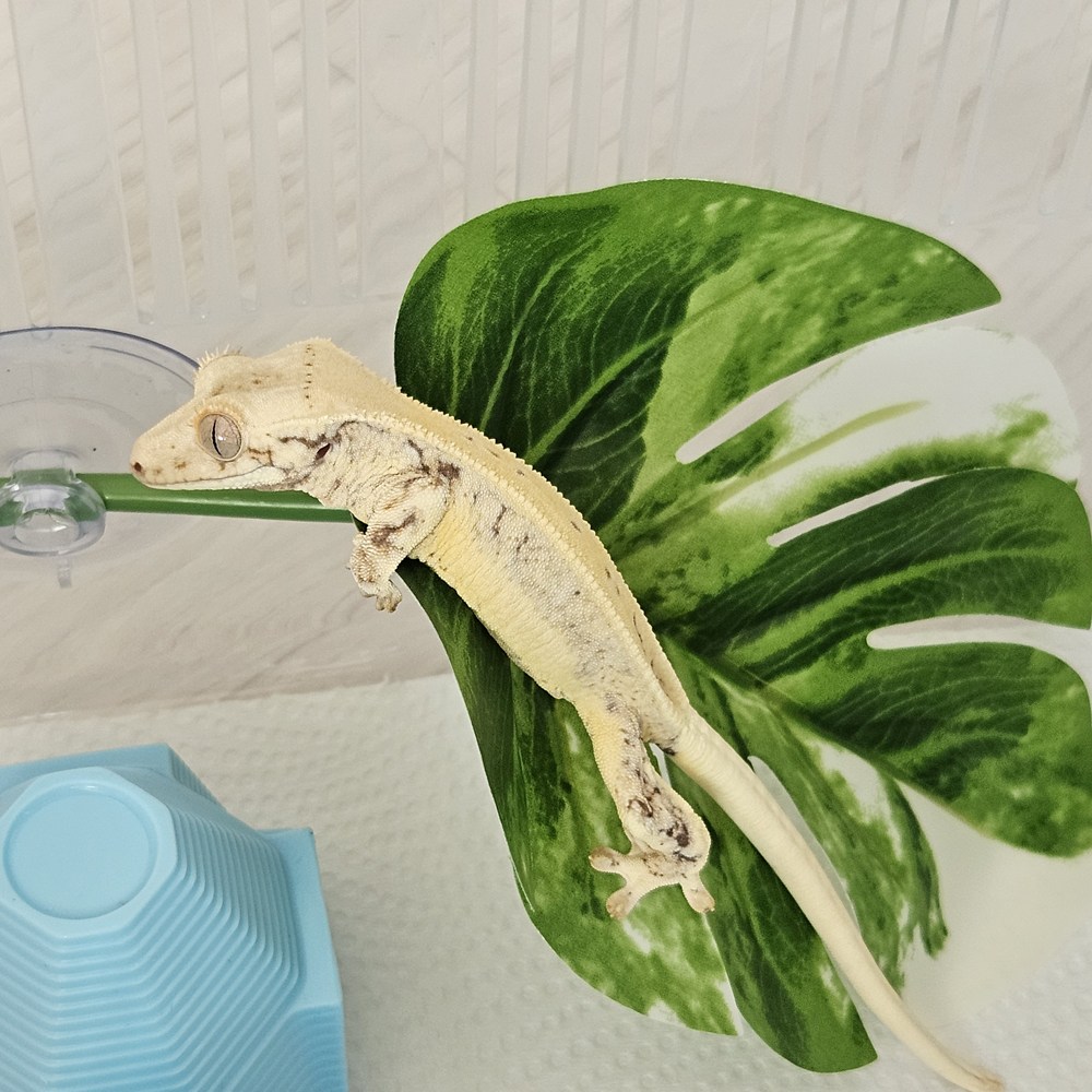 크레마루 몬스테라 조화 장식 백업 4,690원