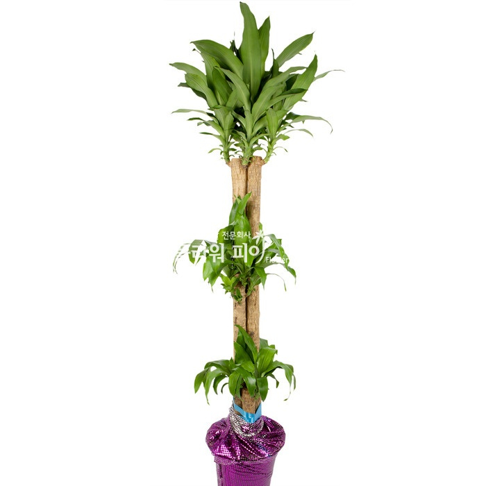 플라워피아 대형화분 개업화분 축하화분 승진 이사선물 공기정화식물 꽃배달서비스 119,000원