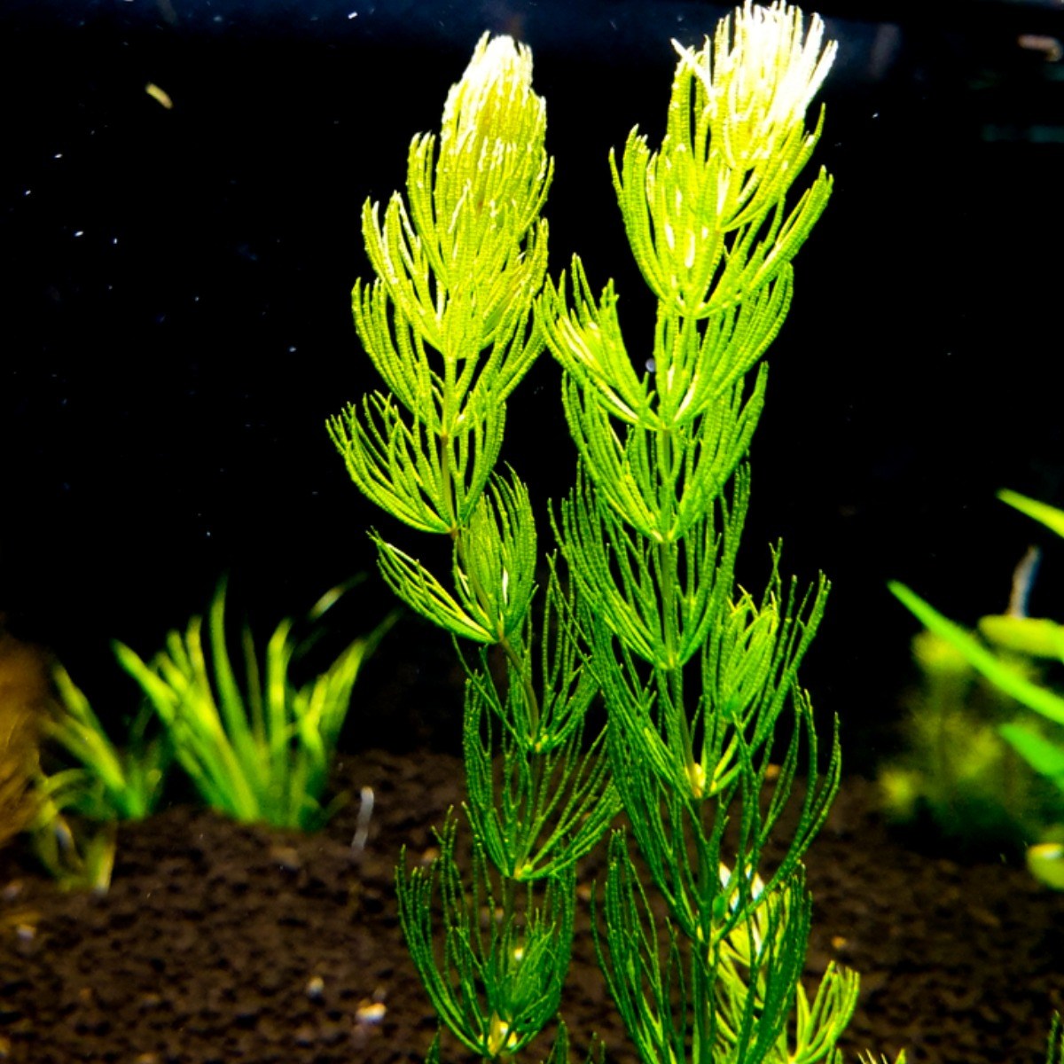 붕어마름 10촉 키우기 쉬운 초보 수초 마츠모, 1개 7,000원