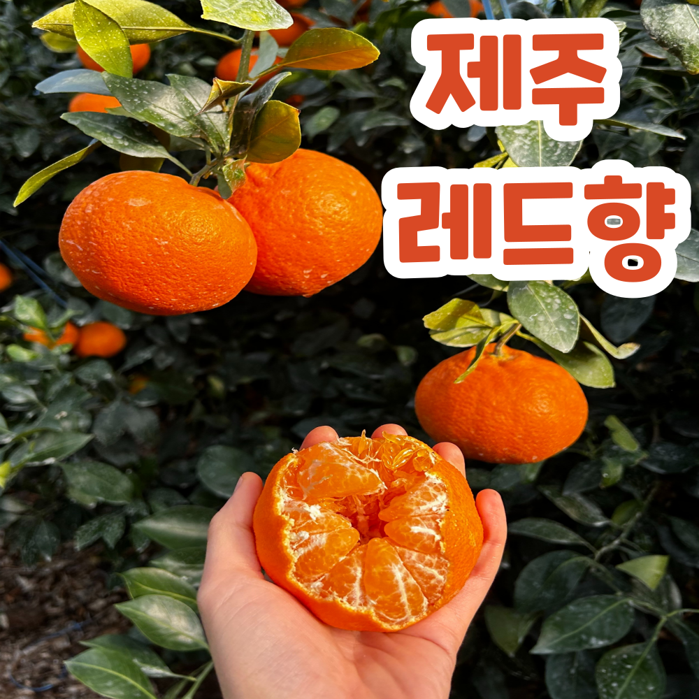 [당도선별] 제주산지직송 최대17brix 초고당도 레드향 58,900원