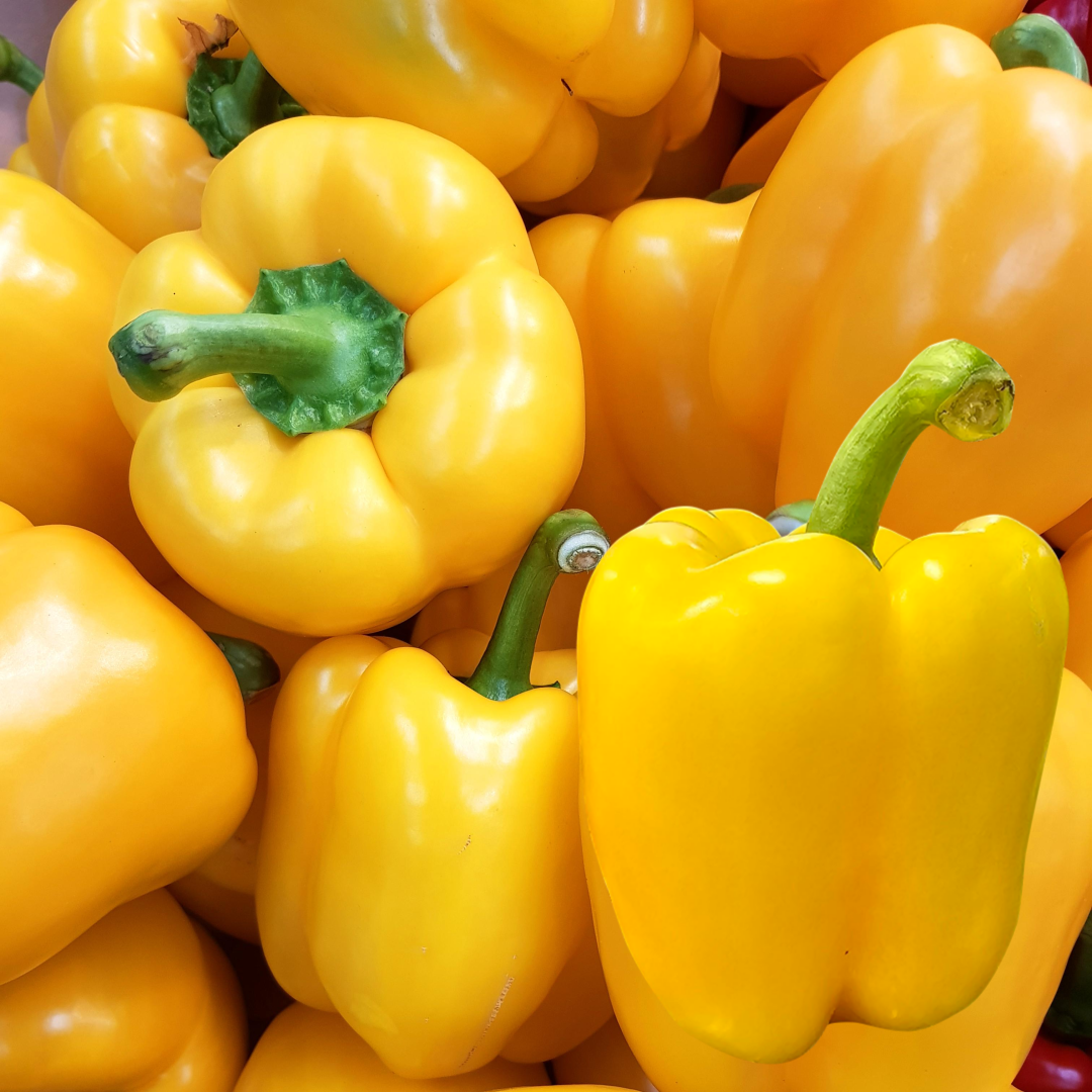 [시크릿가든] 국내산 파프리카 노랑 11,700원