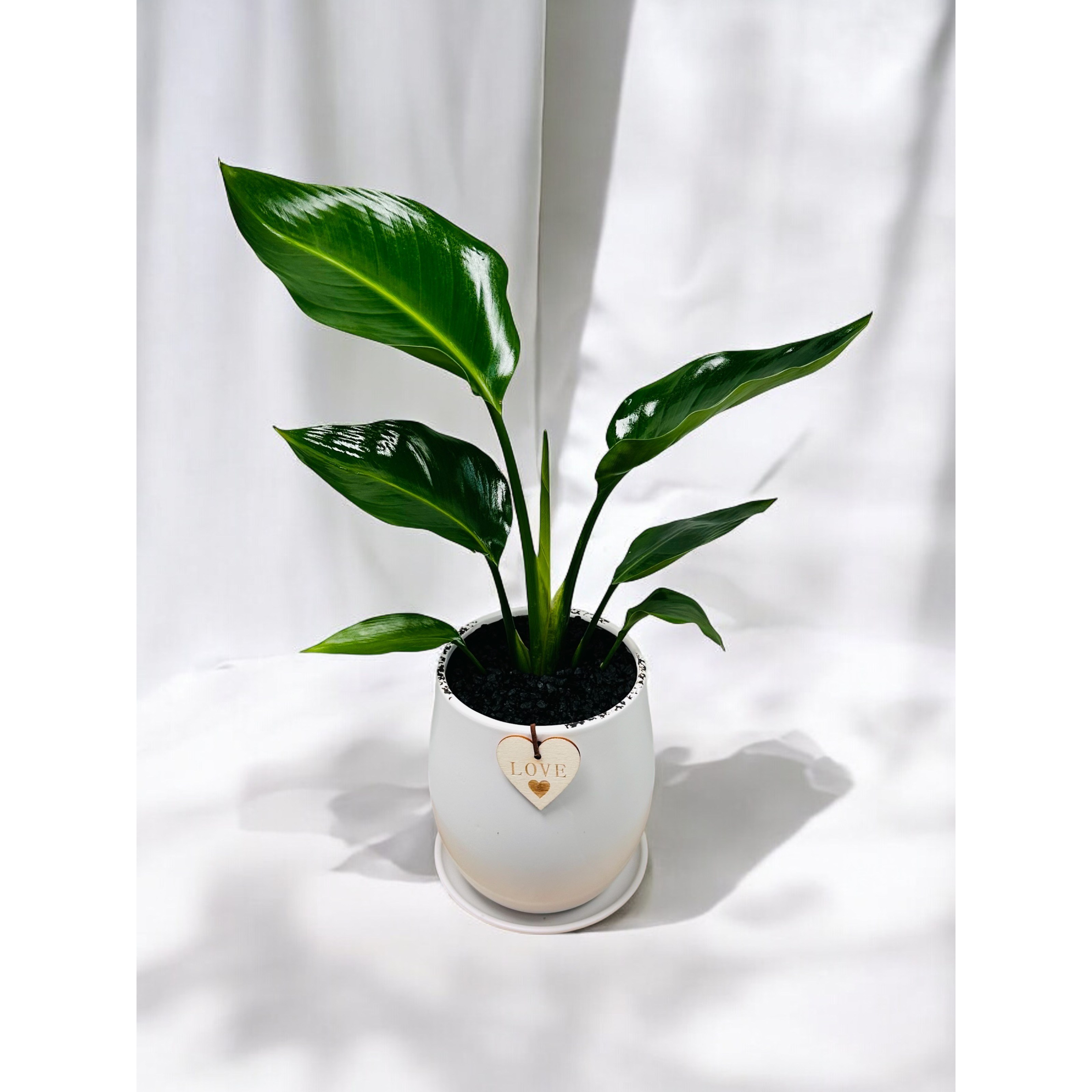 공기정화식물 송오브인디아 소철 여인초 플랜테리어 거실 사무실 카페 개업화분 윤스가든 35,900원