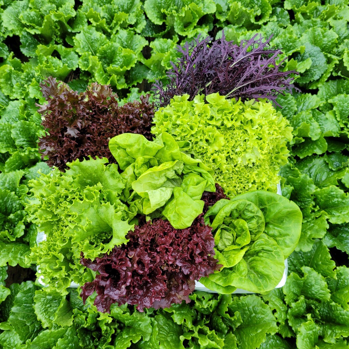 [물맑은 양평] GAP인증 지평 농부 유러피안 샐러드채소1kg, 1개 10,900원