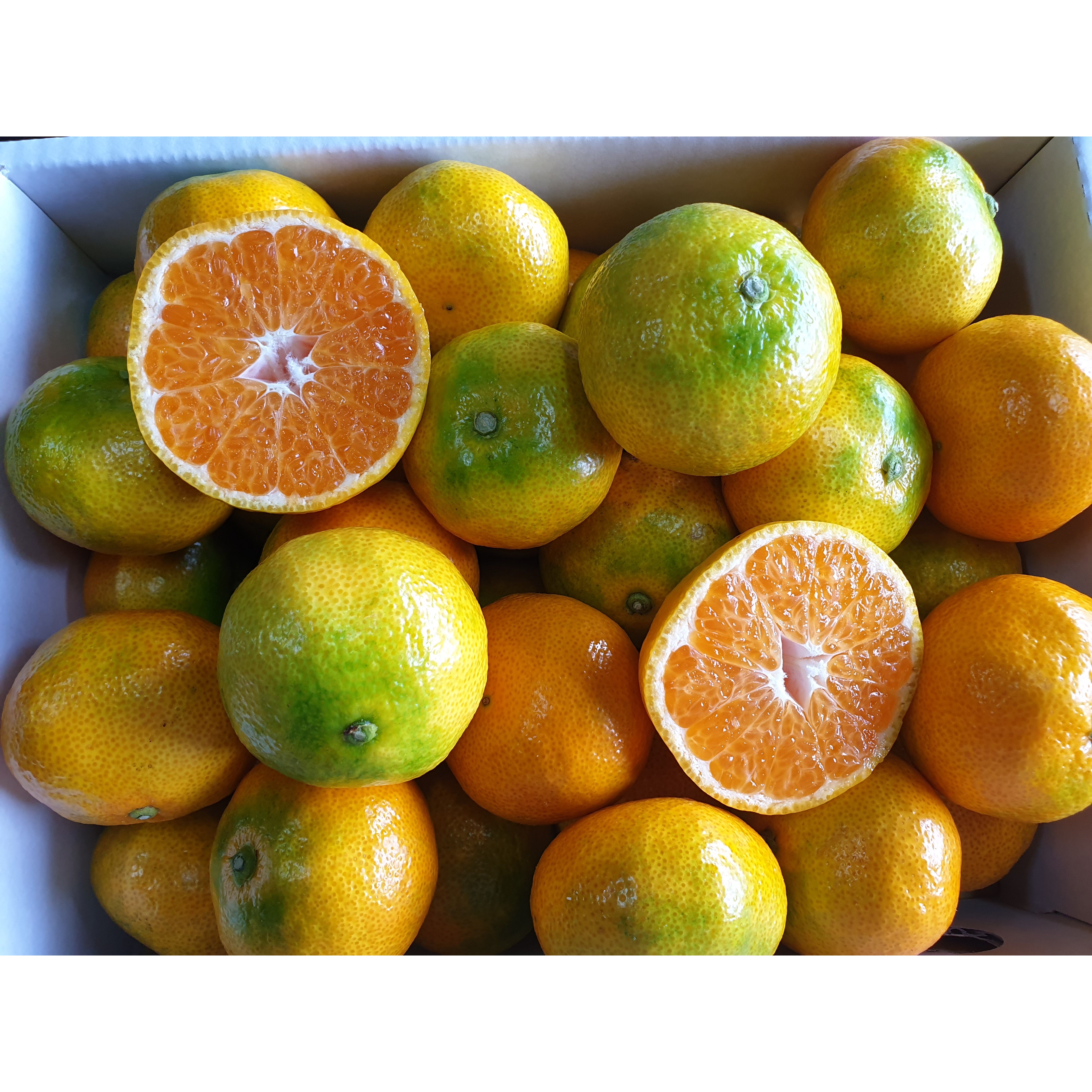 청정제주감귤(농협납품)-당일선별배송 34,900원